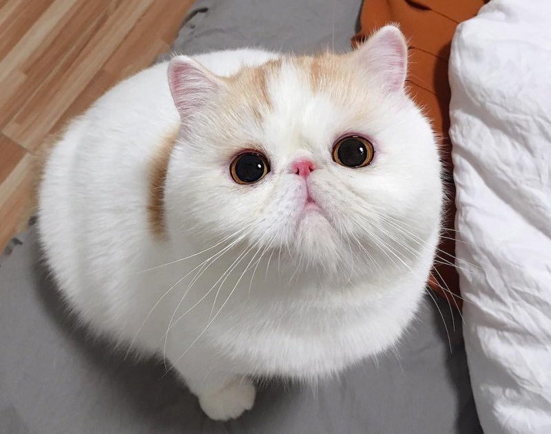 Экзотический кот