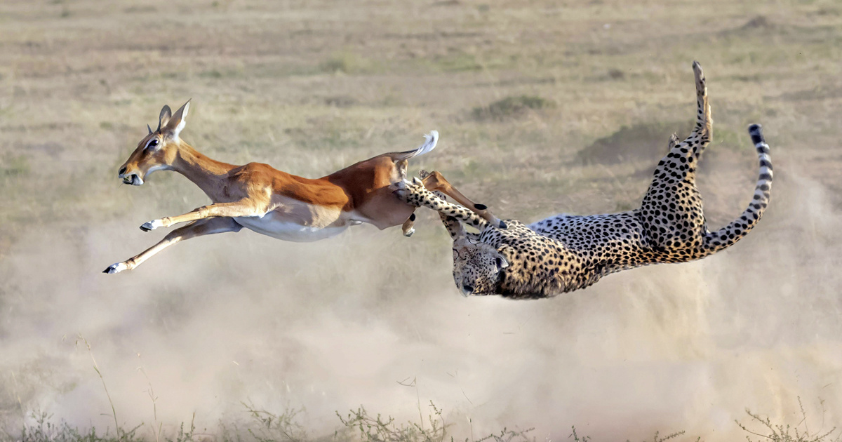 Гепард и антилопа. Гепард охотится на антилопу. Гепард на охоте. Леопард охотится на антилопу. Догоняющий 5 букв