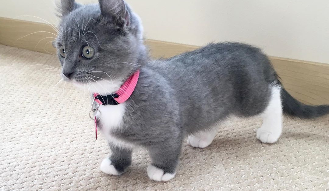 Кошка кинкалоу