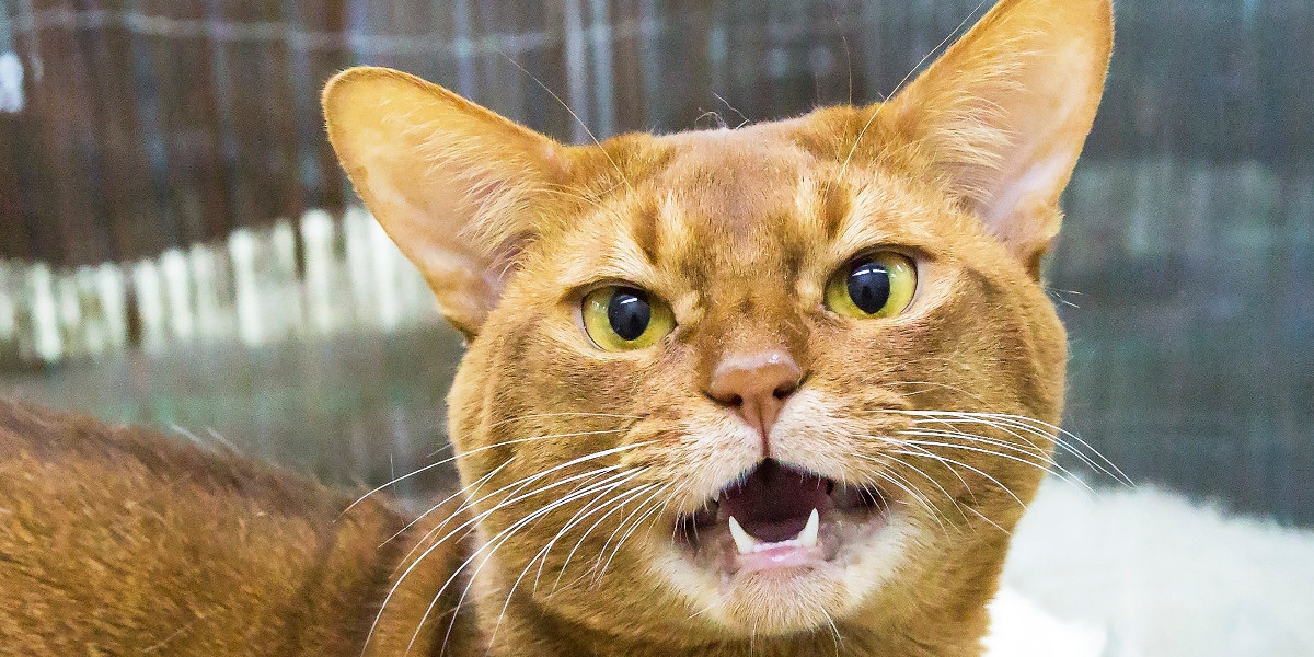 виноватый кот. прости котенок. виноватый кот фото. самая опасная порода кошек в мире. виноватые коты.