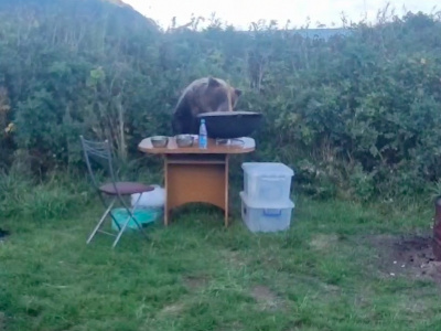 Медведь ворвался в лагерь туристов на Курилах и украл тарелку