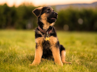 Названы самые популярные в России породы собак