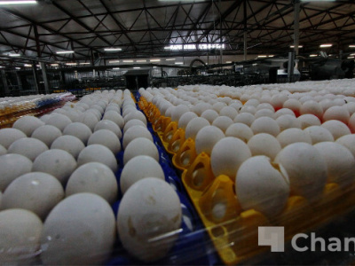 Ленобласть с начала года на 3,7% нарастила объем производства яиц