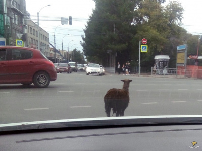 Странное животное замечено на улицах Москвы