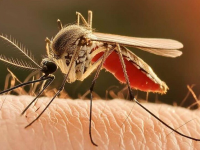 Назван очень простой способ защититься от комаров. Без аэрозолей