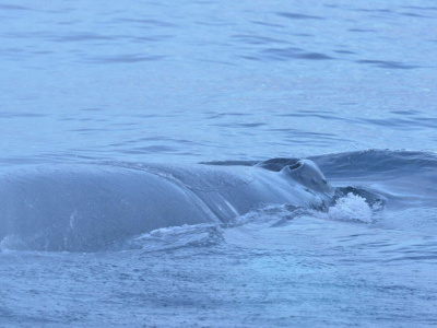 Как спасали запутавшегося в сетях горбатого кита в Баренцевом море