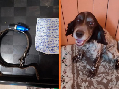В Прикамье нашли собаку с запиской от смертельно больной хозяйки