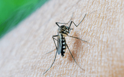 В Финляндии обнаружили инфицированных комаров