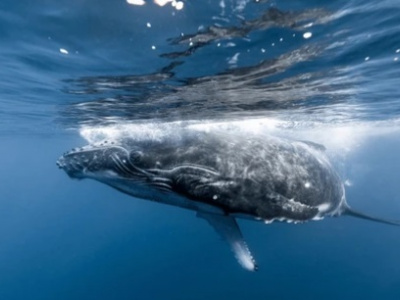 Как нефтегазовая компания помогает сохранять китов?